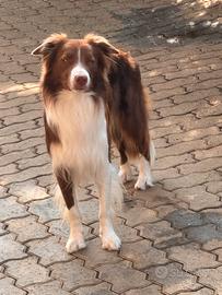 Border collie
