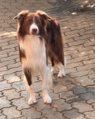 Border collie