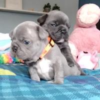 Bulldog francese femminuccie