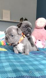 Bulldog francese femminuccie