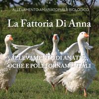Pulcini , galline , anatre ed oche