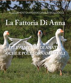 Pulcini , galline , anatre ed oche