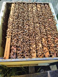 Nuclei sciami di api