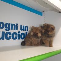 Pomerania Spitz tedesco nano