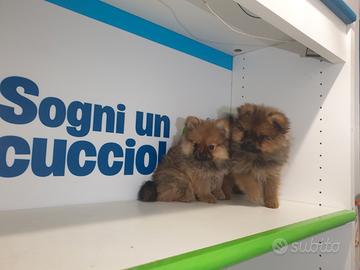 Pomerania Spitz tedesco nano