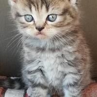 Gattini British Shorthair e Longhair