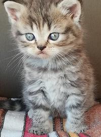 Gattini British Shorthair e Longhair