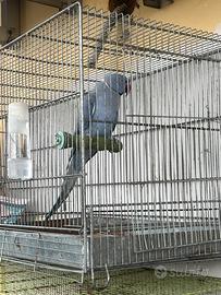 Coppia Parrocchetto dal collare