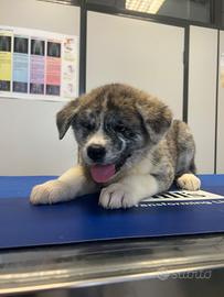 Cuccioli di Akita inu