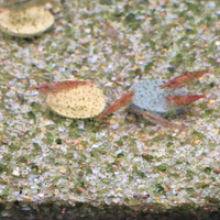 Gamberetti acquario dolce