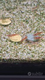 Gamberetti acquario dolce