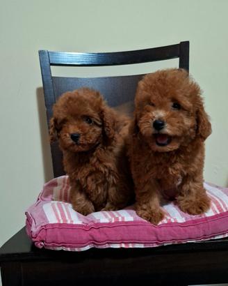 Barboncini toy cuccioli