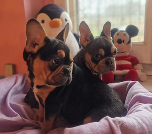 Cuccioli bulldog francese esotico