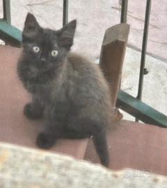 Gattini di due mesi