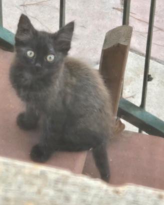 Gattini di due mesi