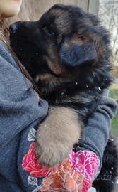 Cuccioli Pastore tedesco pelo lungo