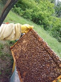 Famiglie di api sane e produttive
