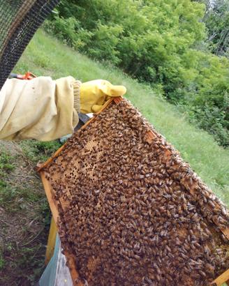 Famiglie di api sane e produttive