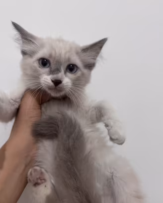 Ragdoll