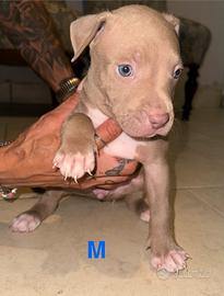 Cuccioli di american pitbull terrier