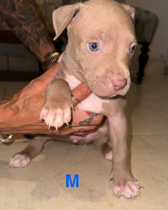 Cuccioli di american pitbull terrier