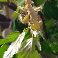 Extatosoma tiaratum