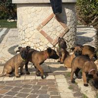 Splendidi cuccioli di Malinois pedigree ENCI