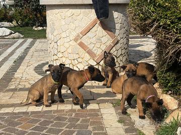 Splendidi cuccioli di Malinois pedigree ENCI