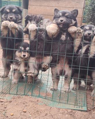 Cuccioli di lapinkoira