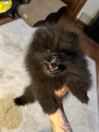 Cuccioli spitz di Pomerania