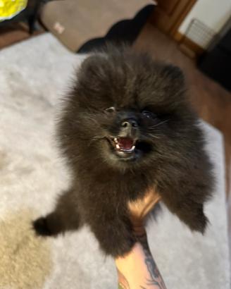 Cuccioli spitz di Pomerania