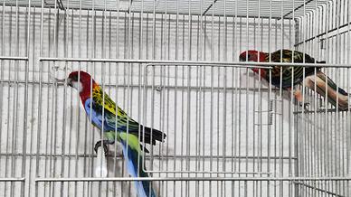 Coppia di pappagalli rossella