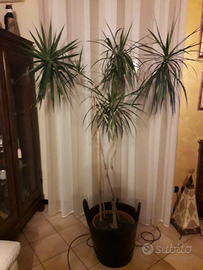 Dracoena marginata alta=1,90mt