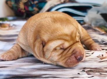 Cuccioli labrador