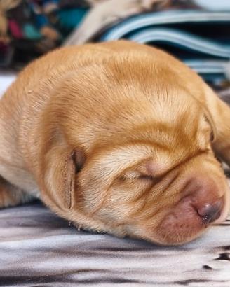 Cuccioli labrador