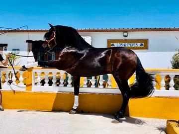 Cavallo Andaluso