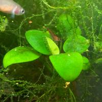 Caridine wilde red cherry