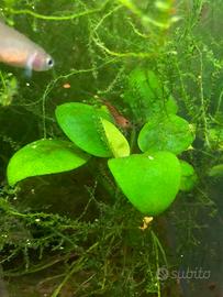 Caridine wilde red cherry