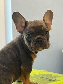 Bulldog francese