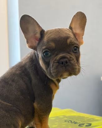 Bulldog francese