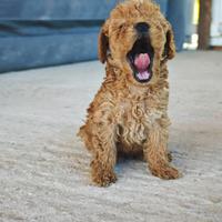 Cuccioli Barboncino Red Toy