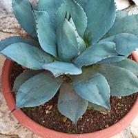 pianta di agave 