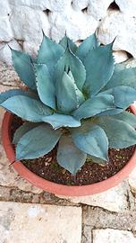 pianta di agave 
