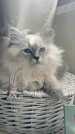 Gattini siberiani ipoallergenici