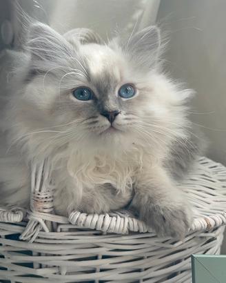 Gattini siberiani ipoallergenici