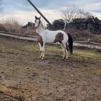 Pony/cavallino 147cm pezzato 6 anni