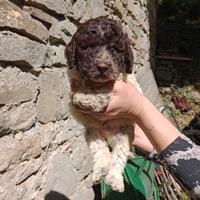 Cuccioli Lagotto Romagnolo