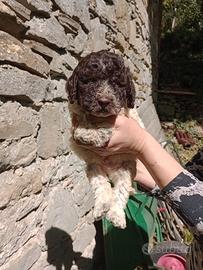 Cuccioli Lagotto Romagnolo