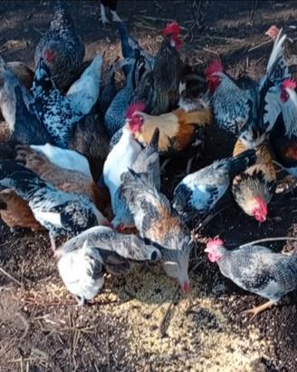 Galline nane