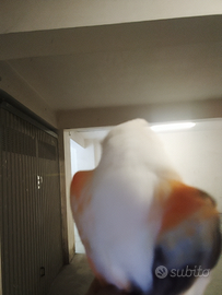 Solo per chi e interessato